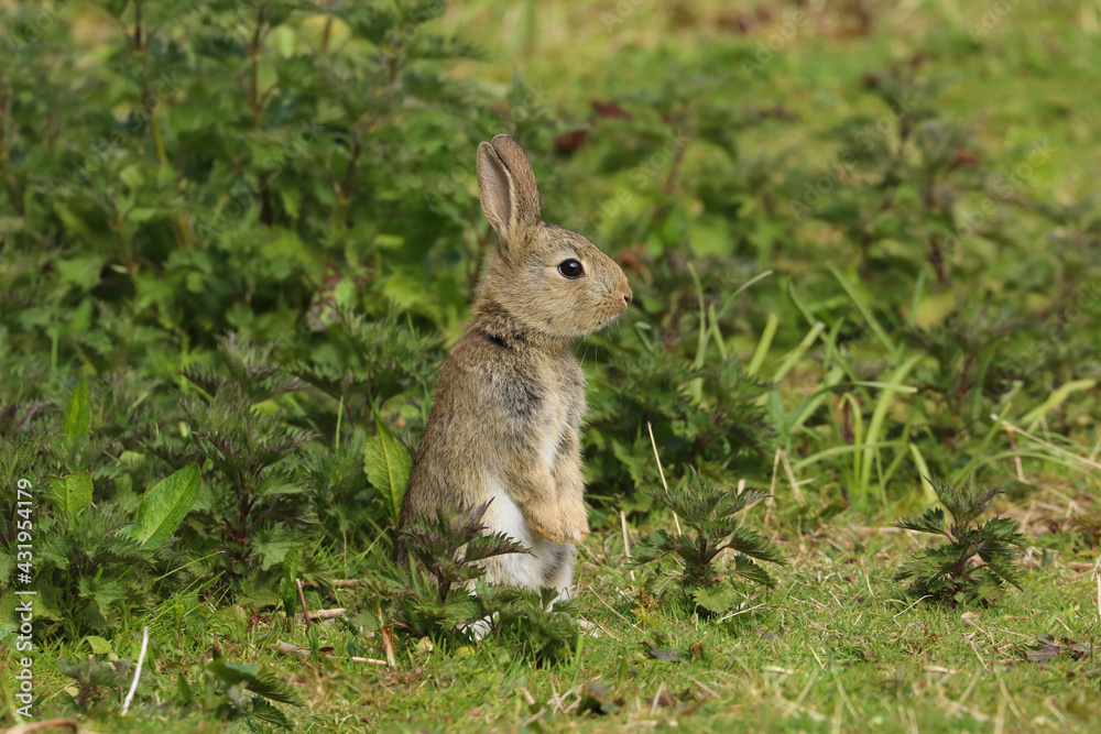 Fototapeta premium Wild Rabbit (Oryctolagus cuniculus) sitting in a field.