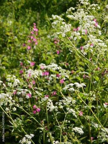 white and pink wildflowers in the sun © chris