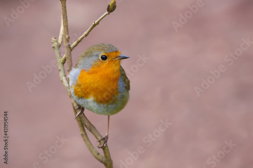 Close up of a robin redbreast, erithacus rubecula, perched on a branch, UK