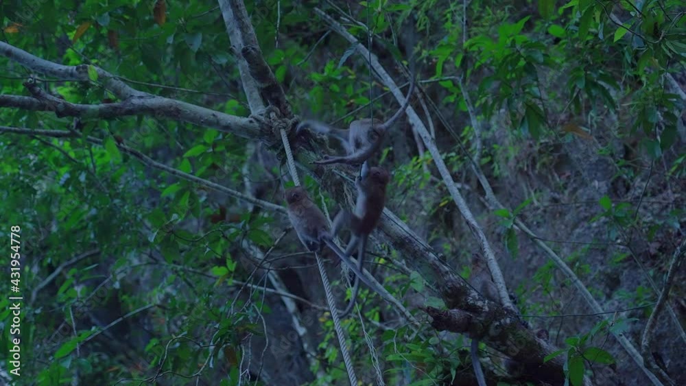 Young Long-tailed Macaques playing on a tree, Thailand.