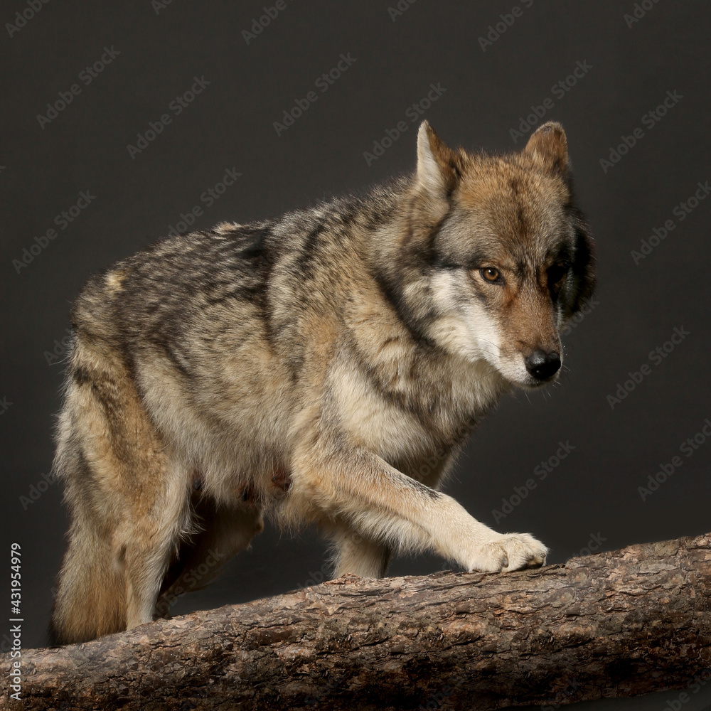 Fototapeta premium Hybrid aus Wolf und Hund, Studiofoto vor schwarzem Hintergrund