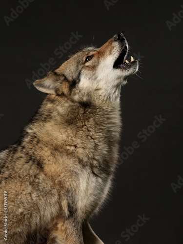 Foto heulender wolf vor schwarzem hintergrund, studiofoto, hybrid: 70% wolf, 30% dog