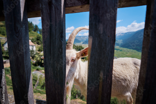 Funny goat behind the wooden fence.