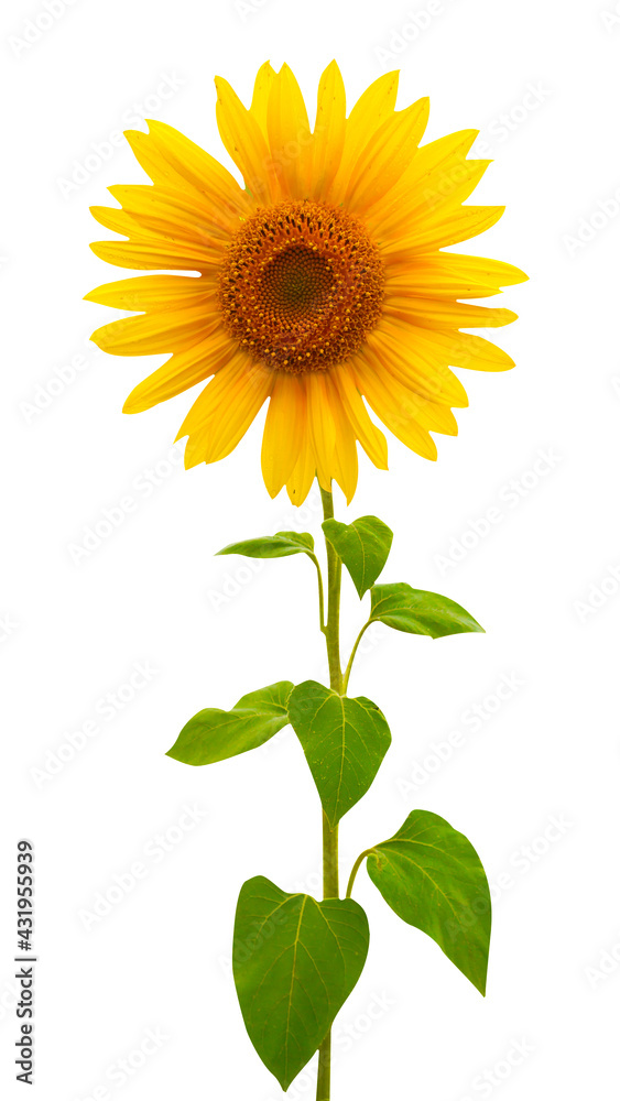 Obraz premium Macro photo front view sunflower on white isolated background