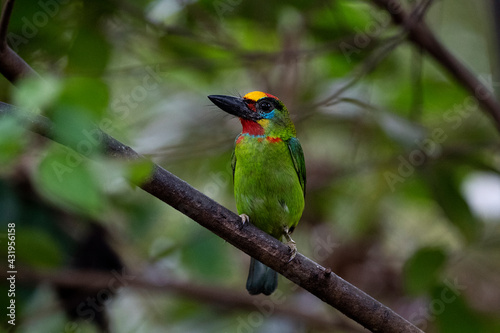 Red - throated Barbet