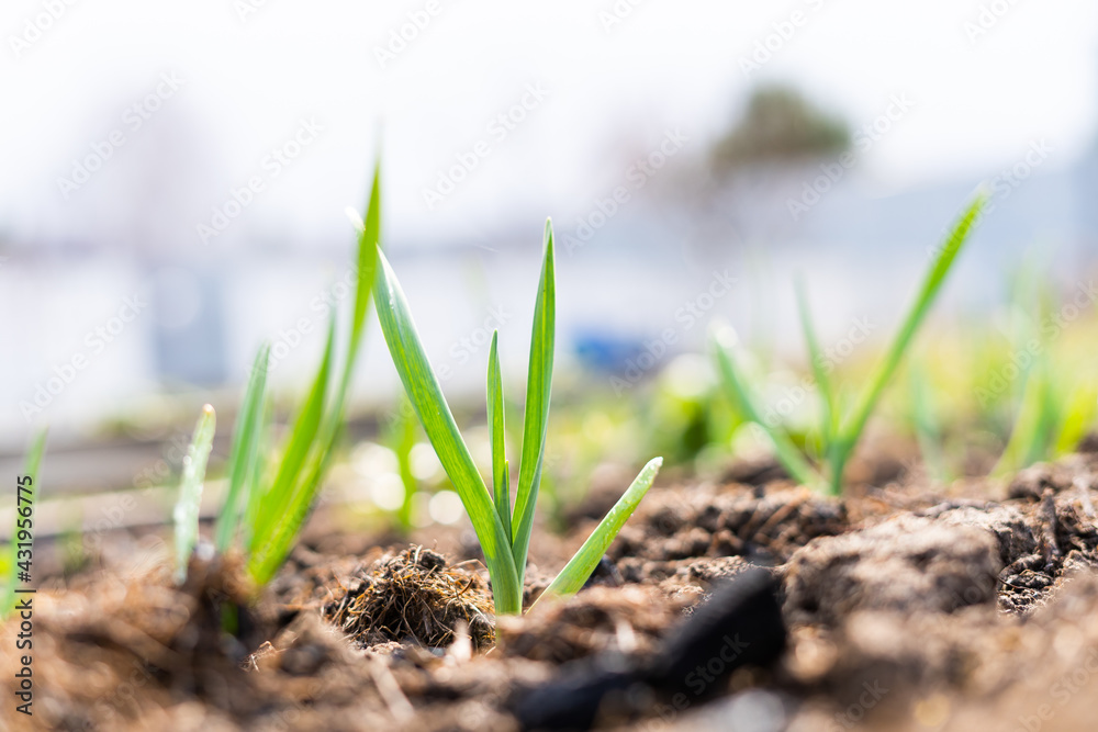 Green sprouts of garlic growing in the ground close up Green sprouts of garlic growing in the ground close up