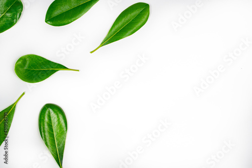 Natural green leaves on white background with copy-space