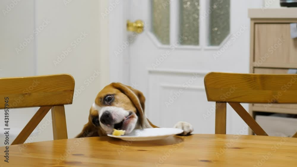 Vidéo Stock Dog steals piece of food left on the table when no one