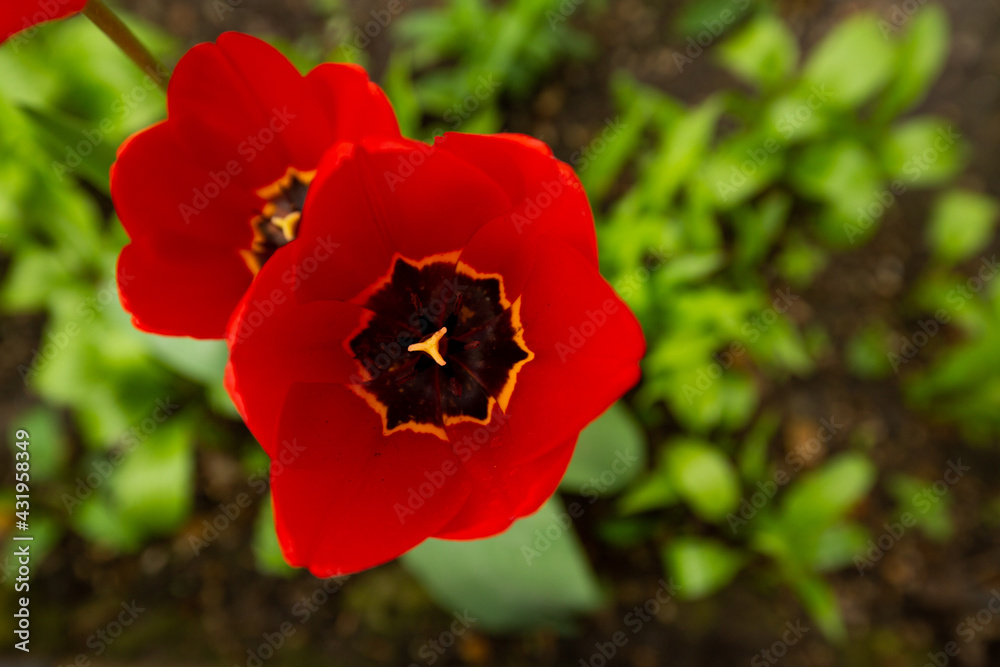 red tulips close-up top view. tulip core with stamens red tulips close-up top view. tulip core with stamens