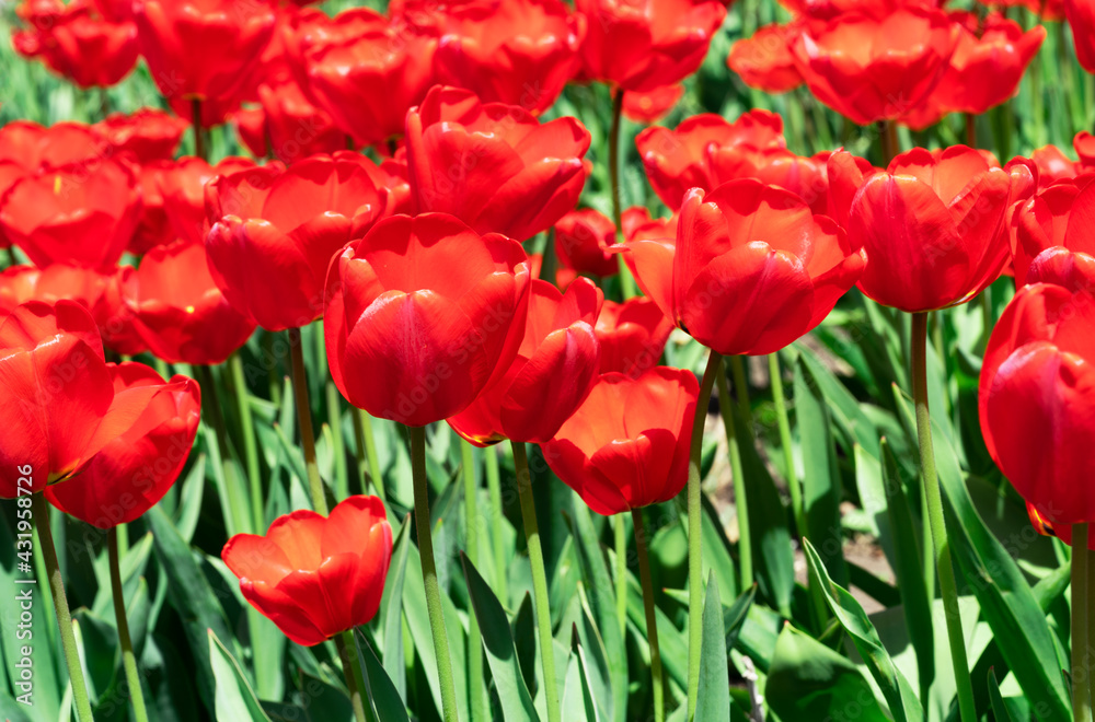 beautiful red and large tulpan on the background of other tulips