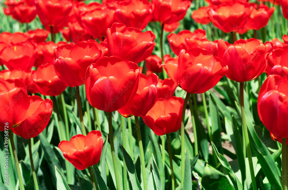 beautiful red and large tulpan on the background of other tulips beautiful red and large tulpan on the background of other tulips