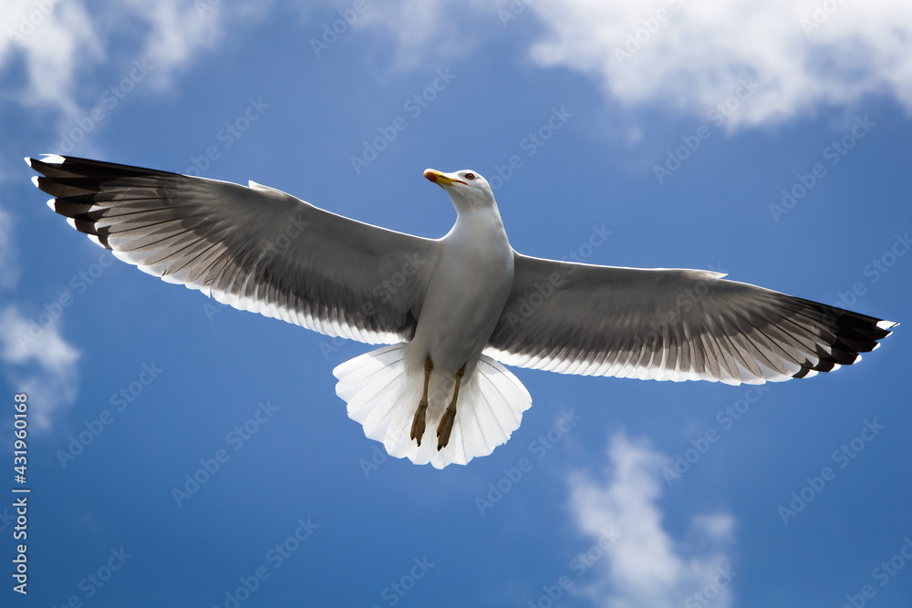 Obraz premium A yellow-legged gull in flight