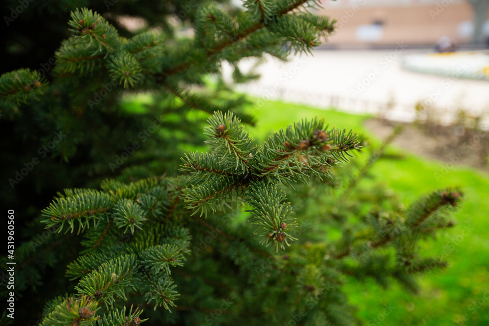 Close-up of beautiful green spruce branches with growing cones in the garden. Shallow depth of field Close-up of beautiful green spruce branches with growing cones in the garden. Shallow depth of field