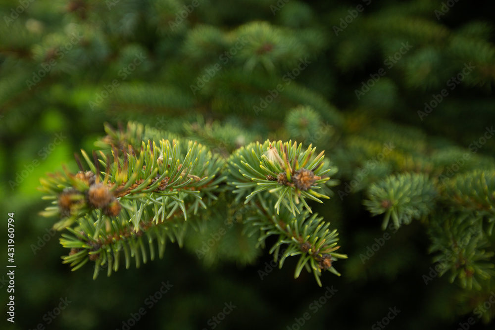 Close-up of beautiful green spruce branches with growing cones in the garden. Shallow depth of field