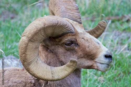 full curl bighorn ram