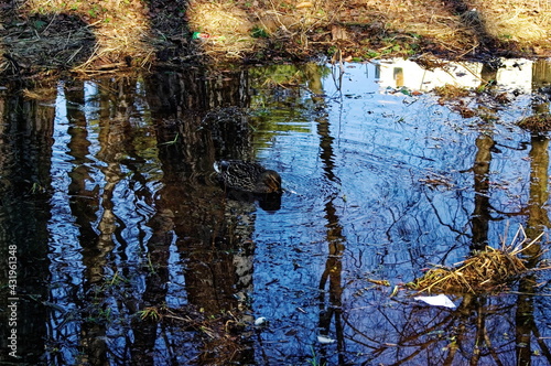 duck swim in a small pond near the trees