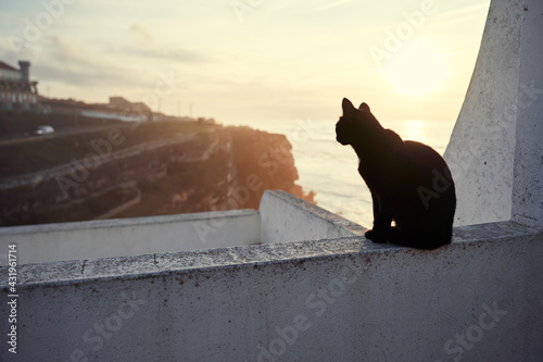 Fototapeta Naklejka Na Ścianę i Meble -  Cute cat sitting on ocean view point promenade.
