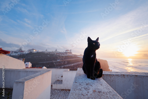 Cute cat sitting on ocean view point promenade.
