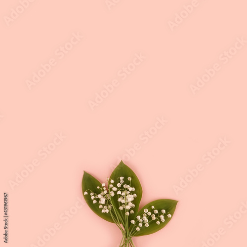 Lilly of the valley Convallaria majalis bouquet May spring flower on pink background