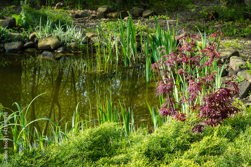 Japanese maple Acer palmatum Atropurpureum on bank of landscaped pond. Young carved red leaves on blurred background. selective focus. Spring landscape  fresh wallpaper  nature background concept