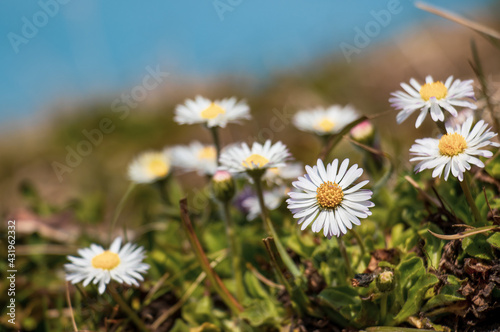 daisies in the field © Martina