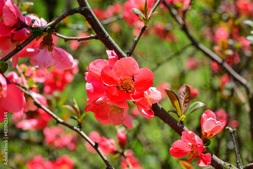 Flowers of henomeles in spring in the garden. Close-up