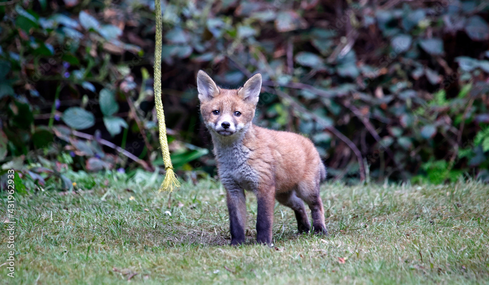 Fototapeta premium Urban fox cubs exploring the garden