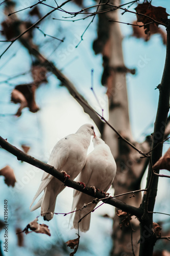 White pigeon couple kissing each other on a tree