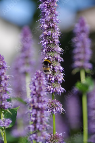 Bee With Flower