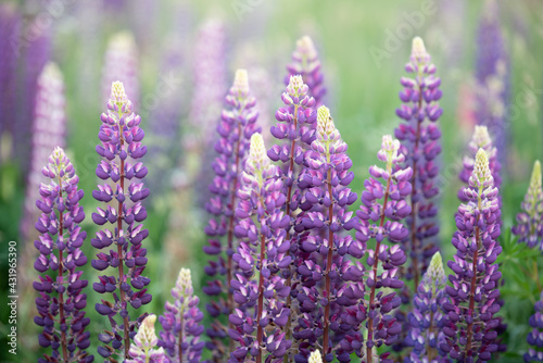 Fototapeta Naklejka Na Ścianę i Meble -  The beautiful world is beautiful in the purple lupine meadow
