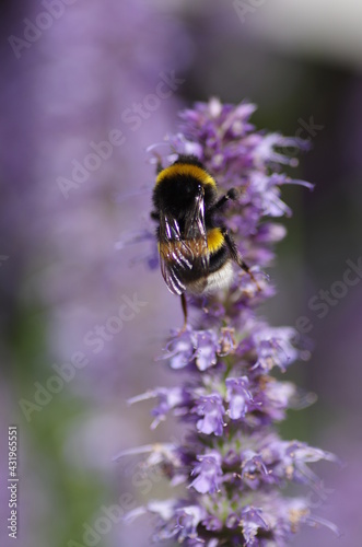 Bee With Flower © Thijs
