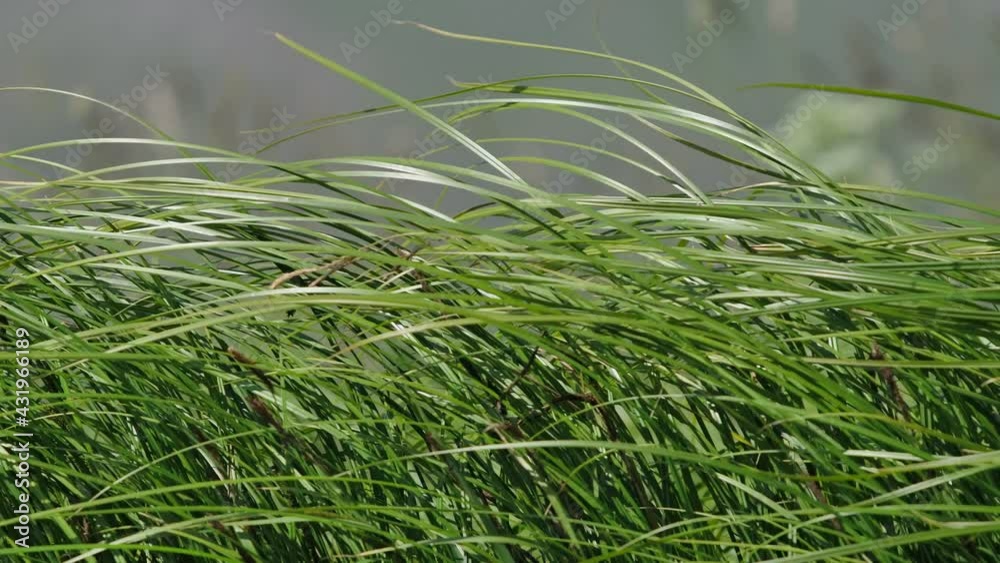 Green Grass Green Grass
