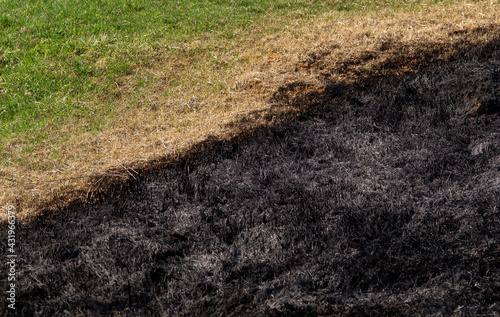 Young green grass and burnt last year's vegetation.