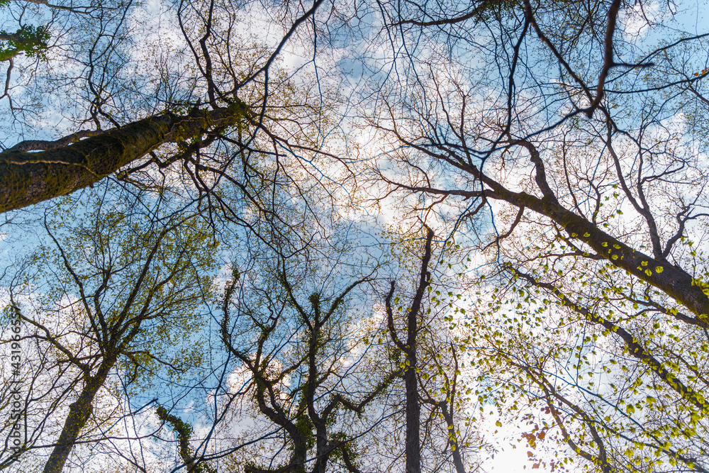 Low angle photo from a forest under cloudy blue sky Low angle photo from a forest under cloudy blue sky