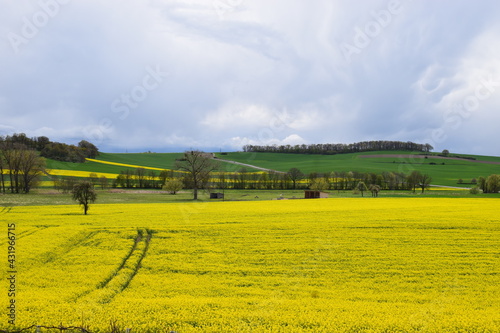 gelb blühende Thürer Wiesen photo