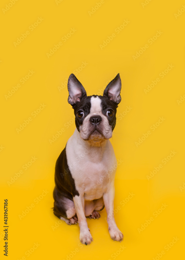 Portrait of brown and white Boston Terrier puppy sitting against yellow background Portrait of brown and white Boston Terrier puppy sitting against yellow background