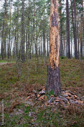 old tree struck by lightning. A tree without bark that has fallen to the ground at the roots of a tree trunk in a green forest.