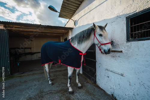 Horse wearing caparison standing at stable photo