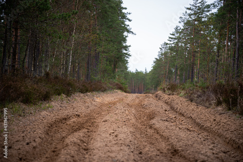 Fototapeta Naklejka Na Ścianę i Meble -  Motocross and off-road 4x4 sports track in the forest with green trees. Wheel tracks on sand.