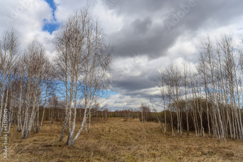 Bare birch trees in a forest glade among tall dry grass on a spring day. The snow has just melted and nature is waking up from the cold. Spectacular blue-gray cloudy sky low above the ground. 