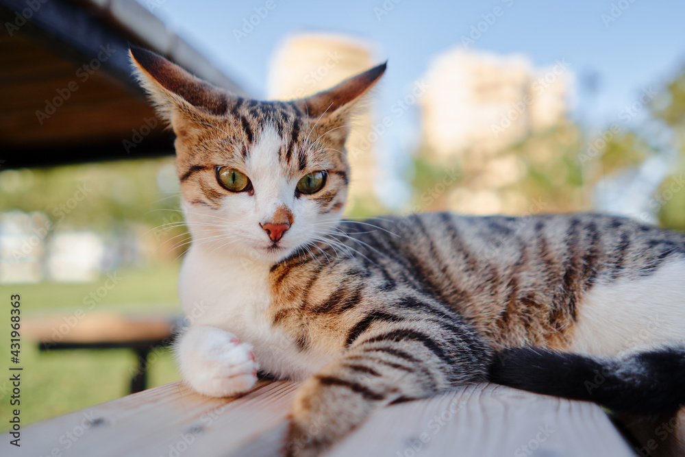 Cute little kitty cat laying on the wooden bench in the city park.