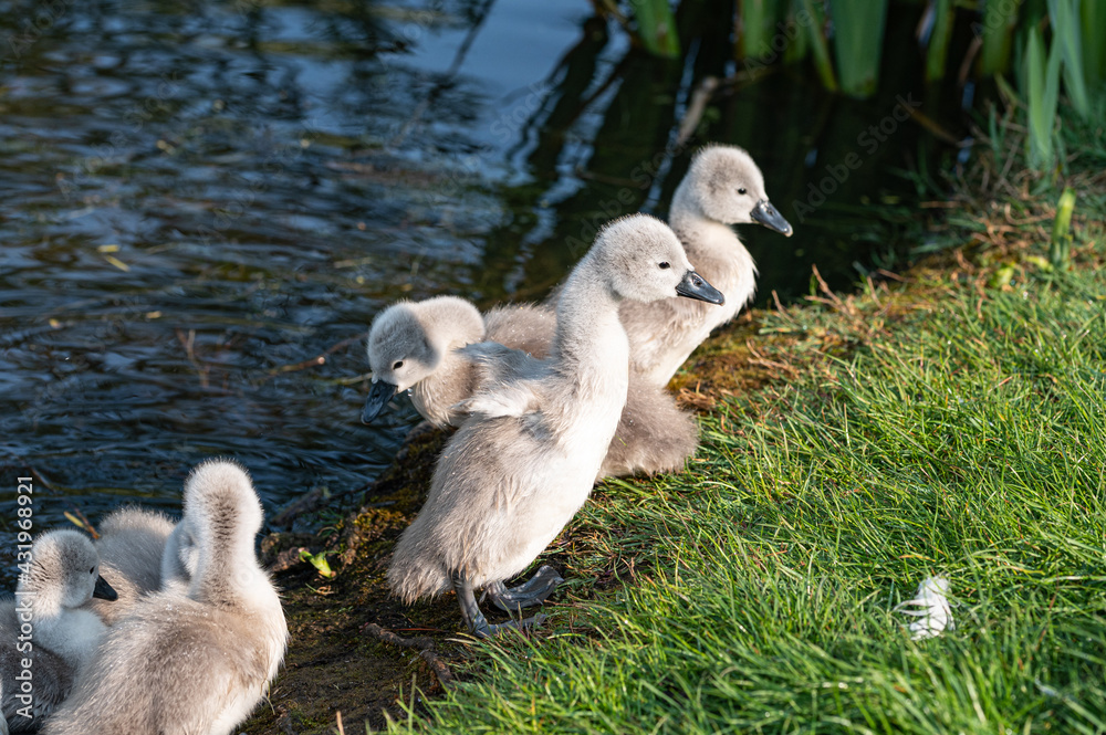 Signets climbing out of lake