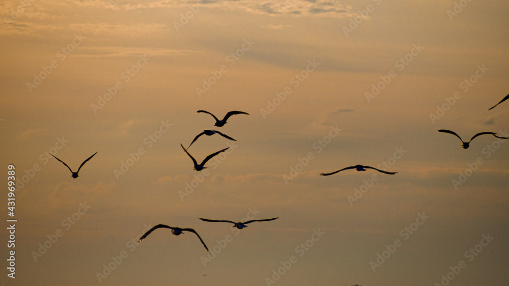 Silhouettes of seagulls flying in the sunset
