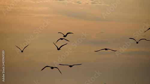 Silhouettes of seagulls flying in the sunset © Simon