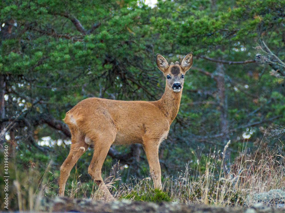 Young roe deer in the forest