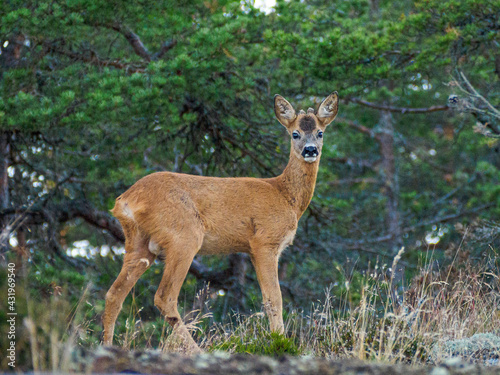 Young roe deer in the forest
