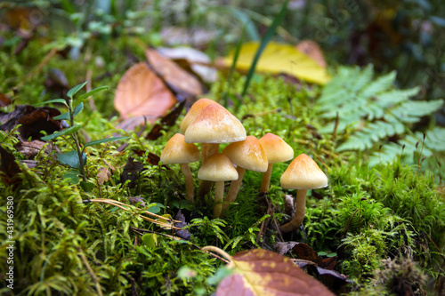 Mushrooms and Moss in the forest