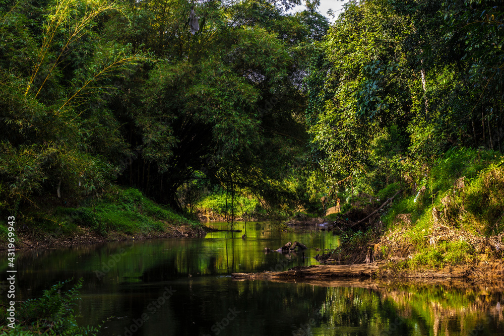 Fototapeta premium river in the forest