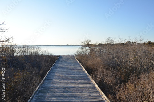 wood boardwalk or path with trees and water © Justin