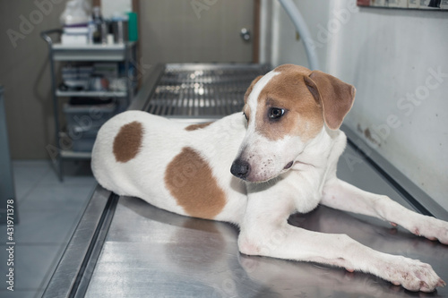 Obraz na plátne An anxious and stressed puppy lies on the operating table of a veterinary clinic, waiting for a check up, vaccine shots or test